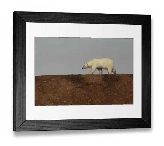 Framed Print : Polar Bear (Ursus maritimus) adult female, walking on ridge, Svalbard, july Framed Print : Polar Bear (Ursus maritimus) adult female, walking on ridge, Svalbard, july