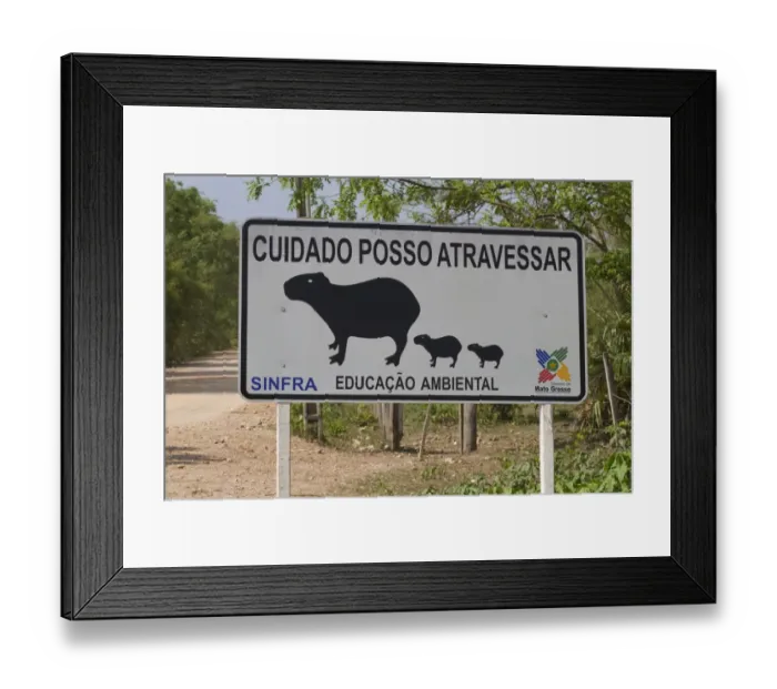 Framed Print : Capybara (Hydrochaerus hydrochaeris) crossing road warning sign, Transpantaneira, Pantanal, Mato Grosso, Brazil Framed Print : Capybara (Hydrochaerus hydrochaeris) crossing road warning sign, Transpantaneira, Pantanal, Mato Grosso, Brazil