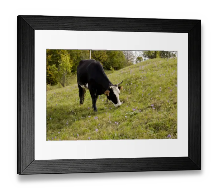 Framed Print : Domestic Cattle, cow grazing in pasture, with Autumn Crocus (Crocus banaticus) flowering, Fundata Pass, Southern Carpathians, Romania, october