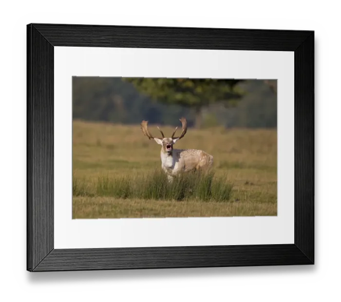 Framed Print : Fallow Deer (Dama dama) buck, roaring during rutting season, Helmingham Hall Deer Park, Suffolk, England, october Framed Print : Fallow Deer (Dama dama) buck, roaring during rutting season, Helmingham Hall Deer Park, Suffolk, England, october