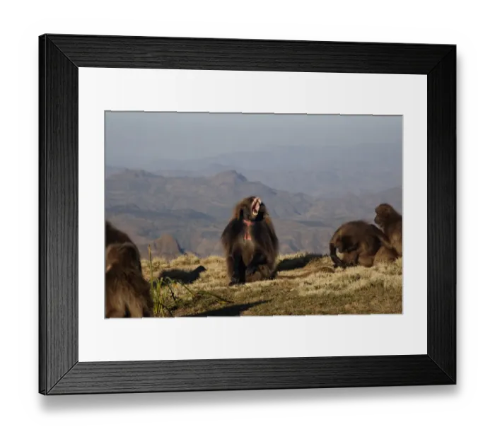 Framed Print : Gelada (Theropithecus gelada) adult male, in lip-flip and yawning display, sitting amongst females, Simien Mountains, Ethiopia