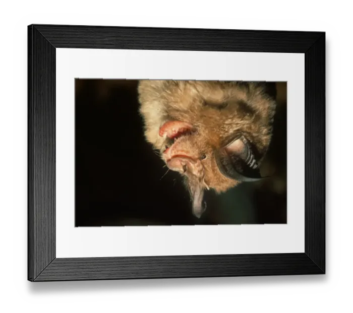 Framed Print : Greater Horseshoe Bat (Rhinolophus ferrumequinum) adult, close-up of head, in hibernation, Italy Framed Print : Greater Horseshoe Bat (Rhinolophus ferrumequinum) adult, close-up of head, in hibernation, Italy