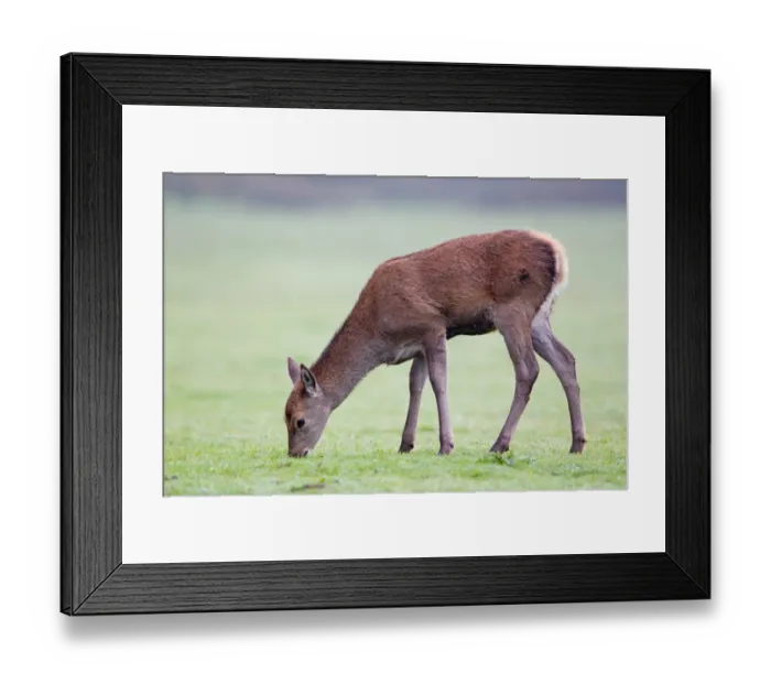 Framed Print : Red Deer (Cervus elaphus) four month old calf, grazing, Minsmere RSPB Reserve, Suffolk, England, october Framed Print : Red Deer (Cervus elaphus) four month old calf, grazing, Minsmere RSPB Reserve, Suffolk, England, october