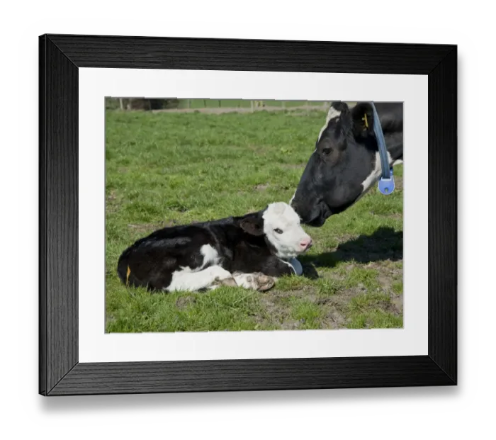 Framed Print : Domestic Cattle, Holstein Friesian type dairy cow with Hereford cross bull calf, in pasture on organic farm, Shropshire, England, march Framed Print : Domestic Cattle, Holstein Friesian type dairy cow with Hereford cross bull calf, in pasture on organic farm, Shropshire, England, march