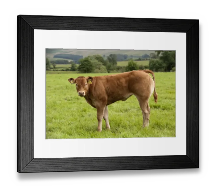 Framed Print : Domestic Cattle, Limousin bull calf, standing in pasture, England, july Framed Print : Domestic Cattle, Limousin bull calf, standing in pasture, England, july