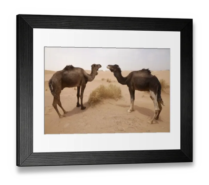 Framed Print : Dromedary Camel (Camelus dromedarius) two adults, standing on desert sand dune, Sahara, Morocco, may Framed Print : Dromedary Camel (Camelus dromedarius) two adults, standing on desert sand dune, Sahara, Morocco, may