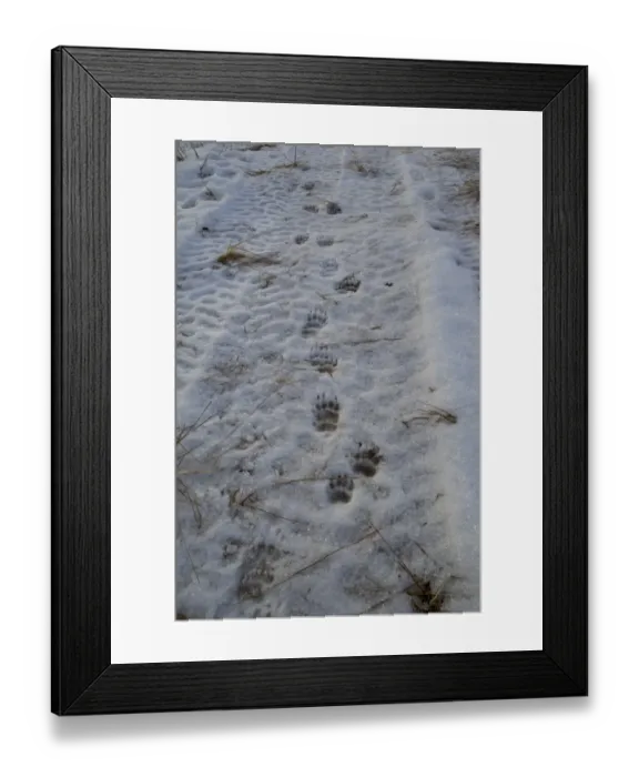 Framed Print : Eurasian Badger (Meles meles) footprints in snow, showing degrees of pre-registration, Dumfries and Galloway, Scotland, december Framed Print : Eurasian Badger (Meles meles) footprints in snow, showing degrees of pre-registration, Dumfries and Galloway, Scotland, december