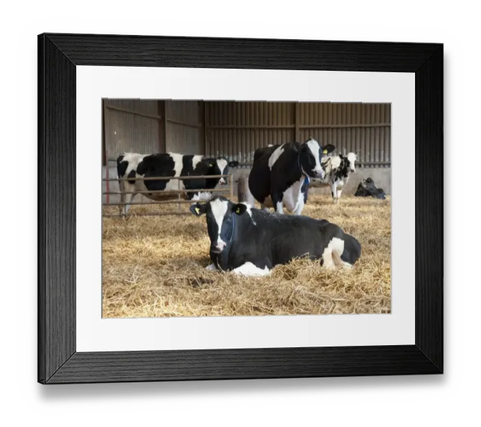 Framed Print : Domestic Cattle, Holstein Friesian type dairy cows, herd in straw yard, on organic farm, Shropshire, England, march Framed Print : Domestic Cattle, Holstein Friesian type dairy cows, herd in straw yard, on organic farm, Shropshire, England, march