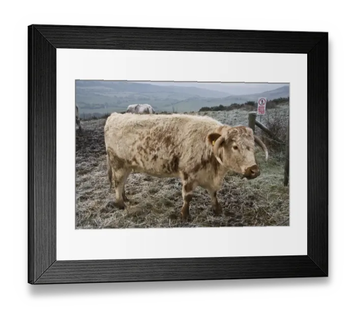 Framed Print : Domestic Cattle, Longhorn cow, standing in frost covered pasture, with Military Firing Range, Keep Out sign beside fence, Dorset, England, january Framed Print : Domestic Cattle, Longhorn cow, standing in frost covered pasture, with Military Firing Range, Keep Out sign beside fence, Dorset, England, january