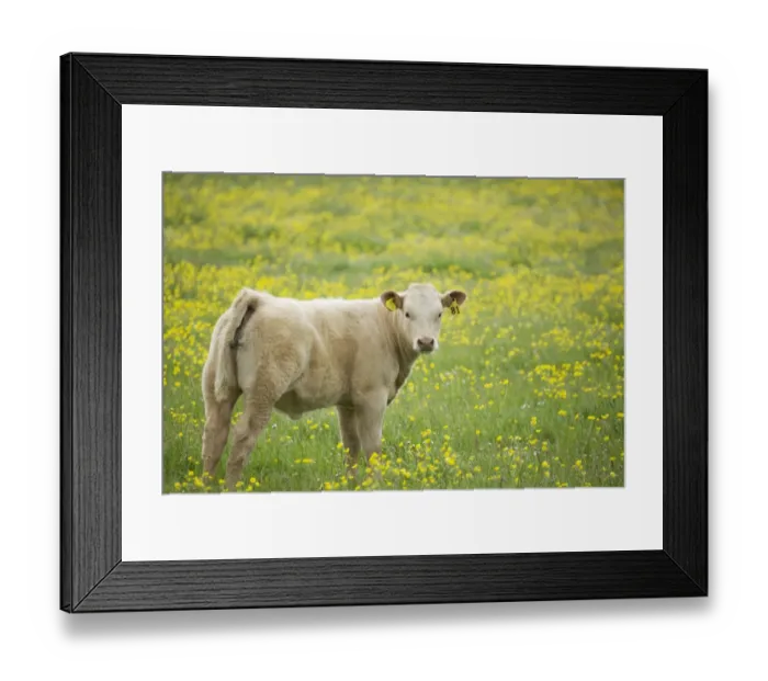 Framed Print : Domestic Cattle, beef calf, standing in pasture with flowering buttercups, Mainland, Orkney, Scotland, june Framed Print : Domestic Cattle, beef calf, standing in pasture with flowering buttercups, Mainland, Orkney, Scotland, june
