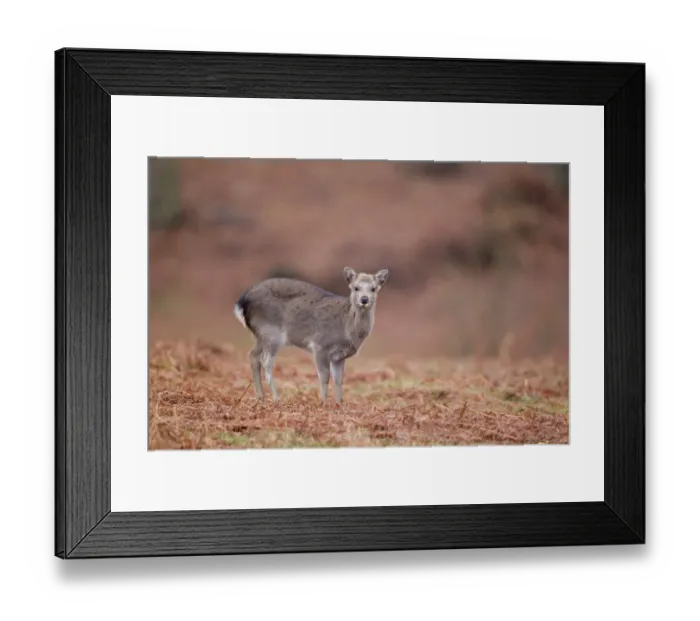 Framed Print : Sika Deer (Cervus nippon) introduced species, fawn, standing amongst bracken in rain, Knole Park, Kent, England, february