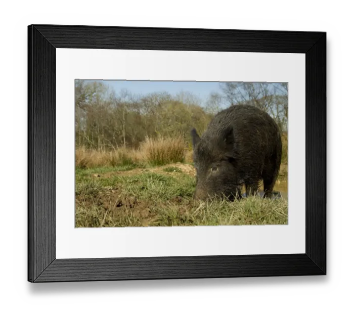 Framed Print : Eurasian Wild Boar (Sus scrofa) young male, rooting in mud at edge of water, on wild boar farm, Devon, England, may Framed Print : Eurasian Wild Boar (Sus scrofa) young male, rooting in mud at edge of water, on wild boar farm, Devon, England, may
