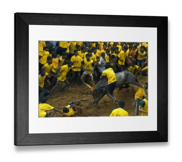 Framed Print : Domestic Cattle, Zebu (Bos indicus) bull, with man holding onto hump during Jallikattu or Taming the Bull ancient village sport, during Pongal harvest festival celebrations, Madurai, Tamil Nadu, India Framed Print : Domestic Cattle, Zebu (Bos indicus) bull, with man holding onto hump during Jallikattu or Taming the Bull ancient village sport, during Pongal harvest festival celebrations, Madurai, Tamil Nadu, India