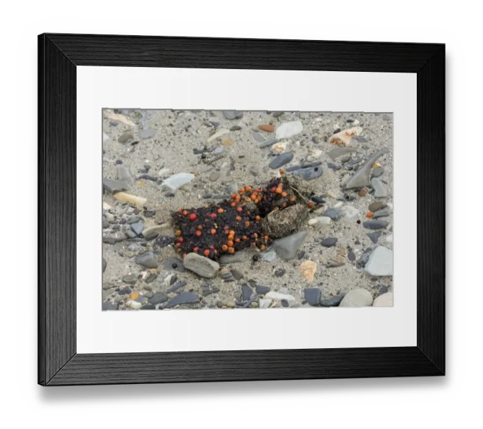 Framed Print : Grizzly Bear (Ursus arctos horribilis) dropping, containing undigested berries, Katmai N. P. Alaska, U. S. A. august