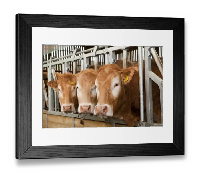 Framed Print : Domestic Cattle, beef herd, feeding through locking feed barriers in shed, England, may Framed Print : Domestic Cattle, beef herd, feeding through locking feed barriers in shed, England, may