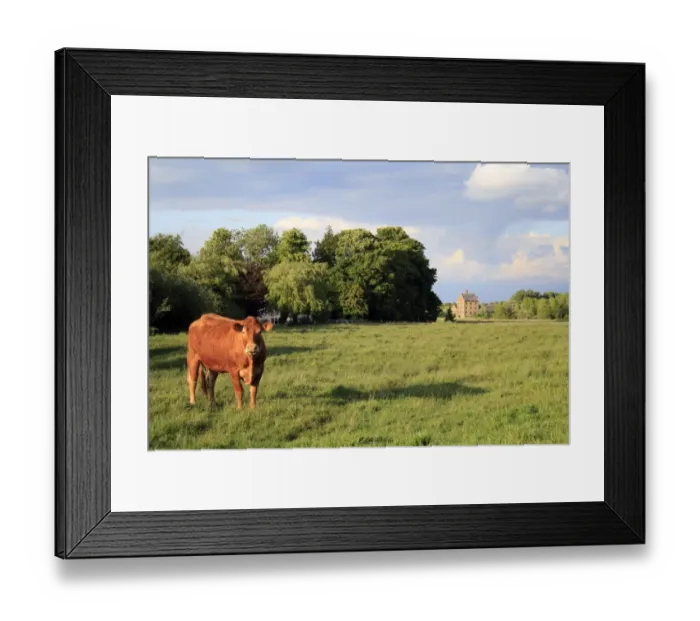 Framed Print : Domestic Cattle, Limousin cow, standing in pasture of commonland reserve, Mellis Common, Mellis, Suffolk, England, may Framed Print : Domestic Cattle, Limousin cow, standing in pasture of commonland reserve, Mellis Common, Mellis, Suffolk, England, may