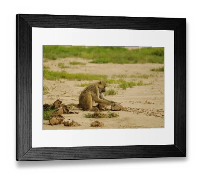 Framed Print : Yellow Baboon (Papio cynocephalus) adult, foraging in African Elephant (Loxodonta africana) dung, Ruaha N. P. Tanzania Framed Print : Yellow Baboon (Papio cynocephalus) adult, foraging in African Elephant (Loxodonta africana) dung, Ruaha N. P. Tanzania