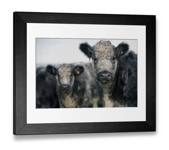 Framed Print : Domestic Cattle, Galloway x Whitebred Shorthorn blue-grey heifers, close-up of heads, standing in upland pasture, England, october Framed Print : Domestic Cattle, Galloway x Whitebred Shorthorn blue-grey heifers, close-up of heads, standing in upland pasture, England, october