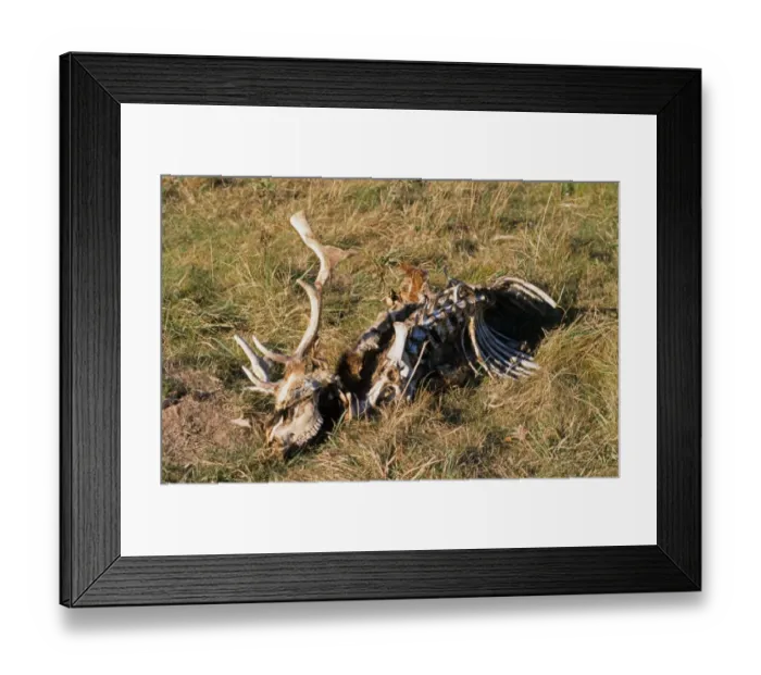 Framed Print : Fallow Deer (Dama dama) dead buck, skeletal remains of carcass, Chilterns, Hertfordshire, England Framed Print : Fallow Deer (Dama dama) dead buck, skeletal remains of carcass, Chilterns, Hertfordshire, England