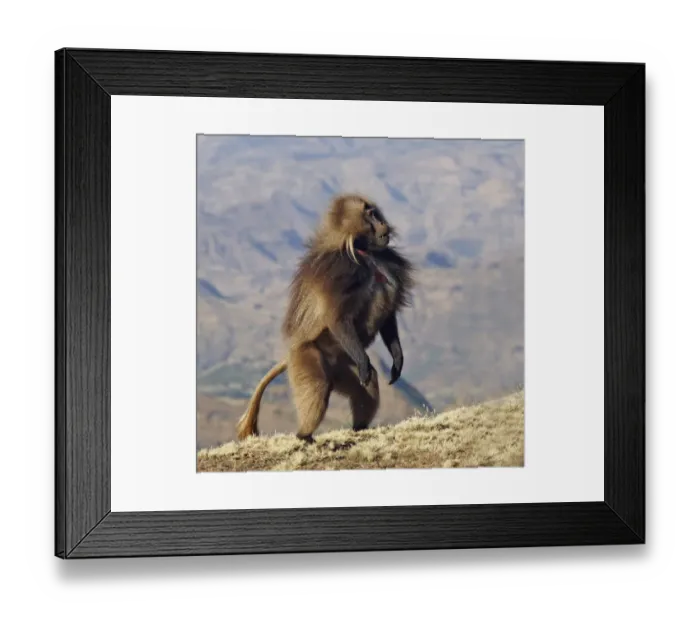 Framed Print : Gelada (Theropithecus gelada) adult male, standing on hind legs, Simien Mountains, Ethiopia Framed Print : Gelada (Theropithecus gelada) adult male, standing on hind legs, Simien Mountains, Ethiopia
