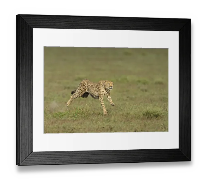 Framed Print : Cheetah (Acinonyx jubatus) adult, running, hunting in grassland, Serengeti N. P. Tanzania Framed Print : Cheetah (Acinonyx jubatus) adult, running, hunting in grassland, Serengeti N. P. Tanzania