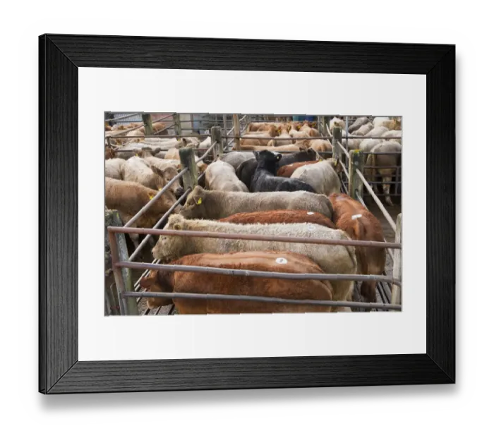 Framed Print : Domestic Cattle, young beef store cattle, mixed breeds in pens at livestock market, Knighton Livestock Market, Powys, Wales, october Framed Print : Domestic Cattle, young beef store cattle, mixed breeds in pens at livestock market, Knighton Livestock Market, Powys, Wales, october