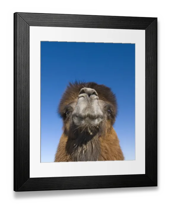 Framed Print : Domesticated Bactrian Camel (Camelus bactrianus) breeding male, close-up of head, in pen at nomads camp, Khongoryn Els Sand Dunes, Southern Gobi Desert, Mongolia, october Framed Print : Domesticated Bactrian Camel (Camelus bactrianus) breeding male, close-up of head, in pen at nomads camp, Khongoryn Els Sand Dunes, Southern Gobi Desert, Mongolia, october