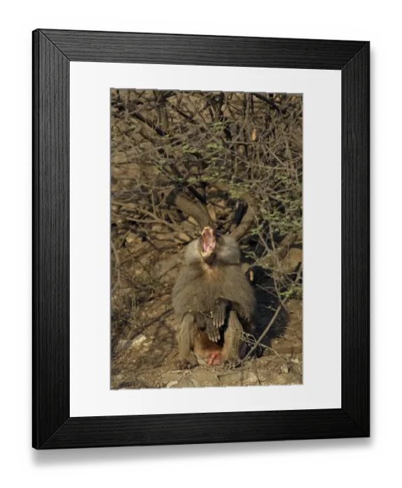 Framed Print : Hamadryas Baboon (Papio hamadryas) adult male, yawning, near Bilen Hot Springs, Ethiopia Framed Print : Hamadryas Baboon (Papio hamadryas) adult male, yawning, near Bilen Hot Springs, Ethiopia