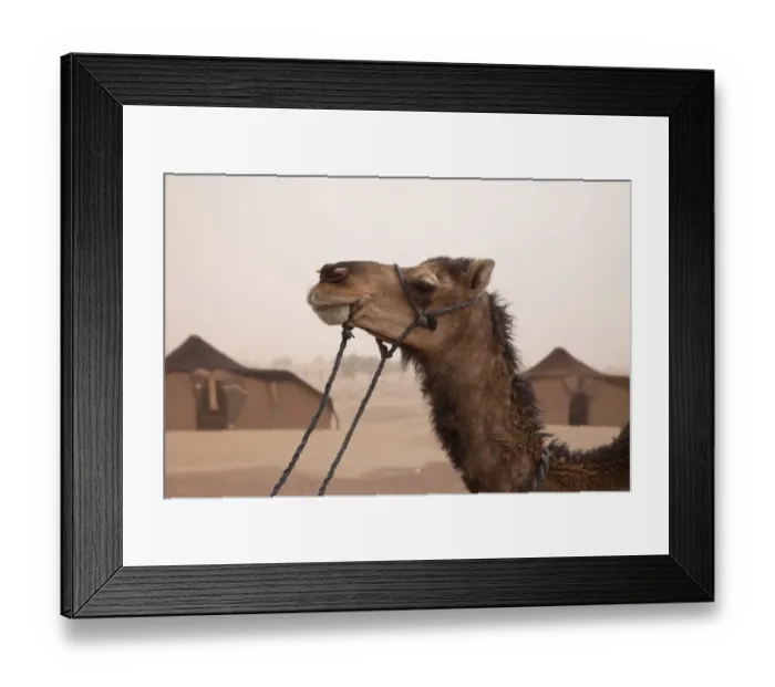 Framed Print : Dromedary Camel (Camelus dromedarius) adult, close-up of head, at Berber tent camp in desert, Sahara, Morocco, may Framed Print : Dromedary Camel (Camelus dromedarius) adult, close-up of head, at Berber tent camp in desert, Sahara, Morocco, may