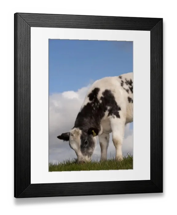 Framed Print : Domestic Cattle, British Blue, calf, grazing in upland pasture, England, may