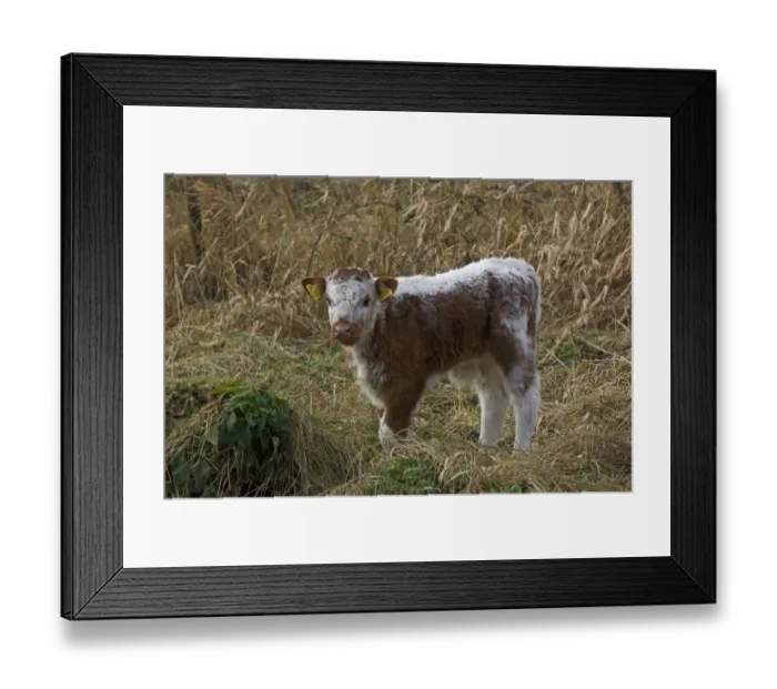 Framed Print : Domestic Cattle, Longhorn calf, standing in rough pasture, Dumfries and Galloway, Scotland, march Framed Print : Domestic Cattle, Longhorn calf, standing in rough pasture, Dumfries and Galloway, Scotland, march
