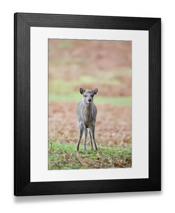 Framed Print : Sika Deer (Cervus nippon) introduced species, fawn, standing in rain, Knole Park, Kent, England, february Framed Print : Sika Deer (Cervus nippon) introduced species, fawn, standing in rain, Knole Park, Kent, England, february