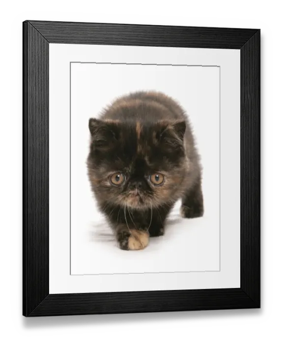 Framed Print : Domestic Cat, Exotic Shorthair, brown tortie kitten, walking