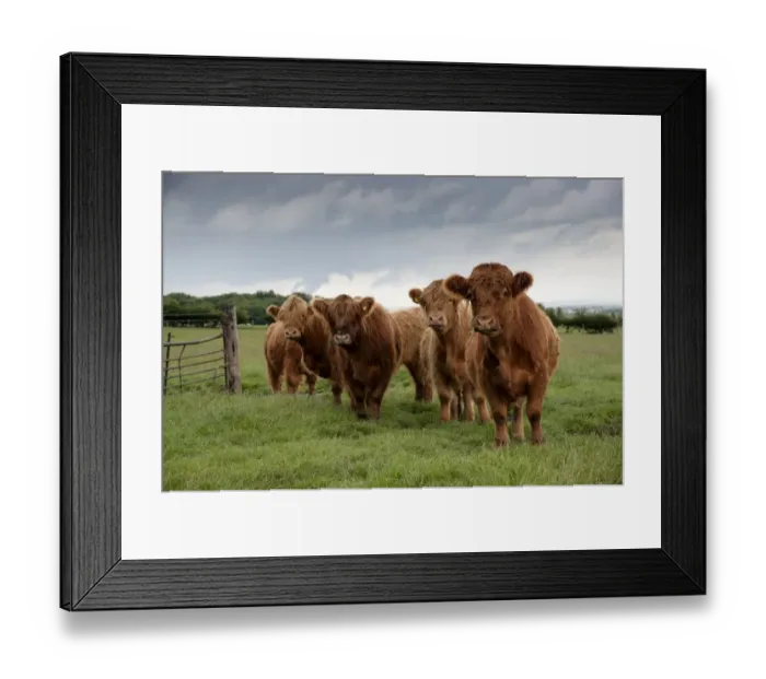 Framed Print : Domestic Cattle, Highland Cattle, beef herd, standing in pasture, Bradford, West Yorkshire, England, july Framed Print : Domestic Cattle, Highland Cattle, beef herd, standing in pasture, Bradford, West Yorkshire, England, july