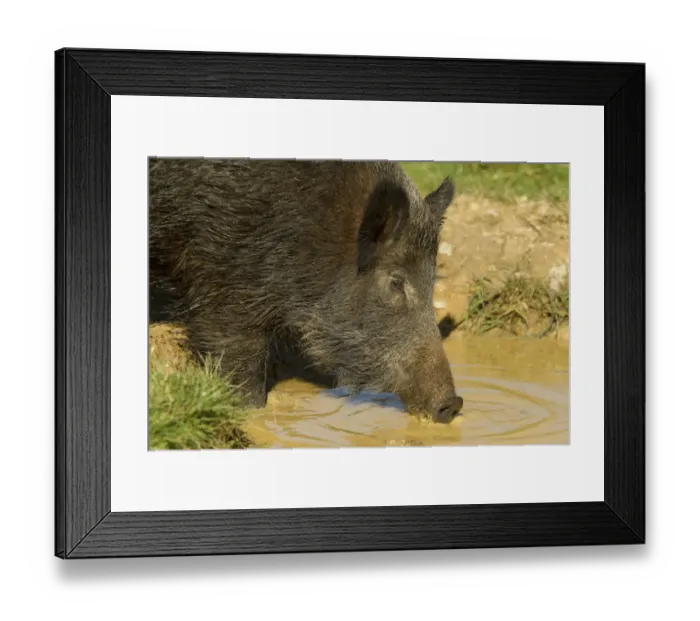 Framed Print : Eurasian Wild Boar (Sus scrofa) young male, close-up of head, drinking at wallow, on wild boar farm, Devon, England, may Framed Print : Eurasian Wild Boar (Sus scrofa) young male, close-up of head, drinking at wallow, on wild boar farm, Devon, England, may