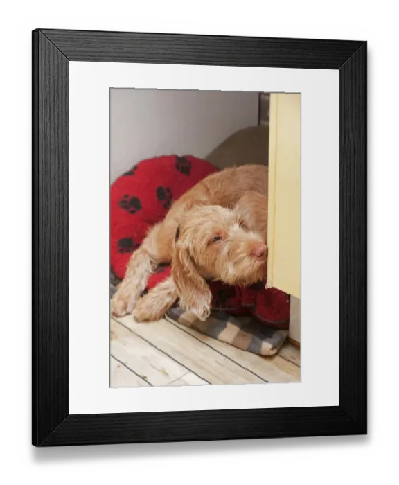 Framed Print : Domestic Dog, Wire-haired Hungarian Vizsla, female puppy, chewing furniture, resting on bed indoors, England Framed Print : Domestic Dog, Wire-haired Hungarian Vizsla, female puppy, chewing furniture, resting on bed indoors, England