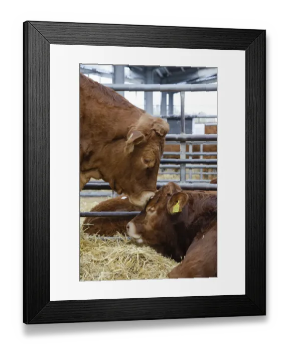 Framed Print : Domestic Cattle, Limousin cow with calf, close-up of heads, in pen at market, Carlisle Livestock Market, Cumbria, England, november Framed Print : Domestic Cattle, Limousin cow with calf, close-up of heads, in pen at market, Carlisle Livestock Market, Cumbria, England, november