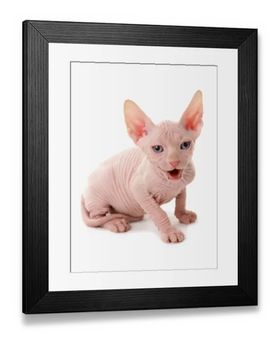 Framed Print : Domestic Cat, Sphynx, kitten, sitting and calling Framed Print : Domestic Cat, Sphynx, kitten, sitting and calling