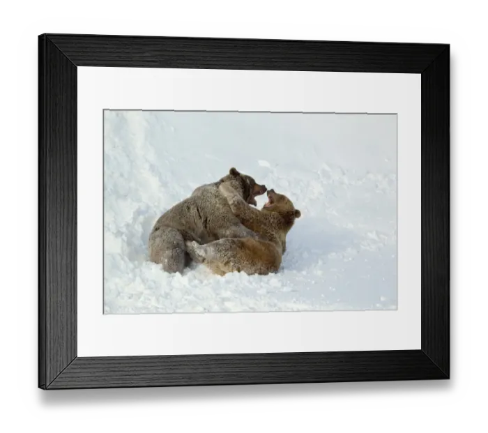 Framed Print : Grizzly Bear (Ursus arctos horribilis) two adults, fighting in snow, Montana, U. S. A. january (captive) Framed Print : Grizzly Bear (Ursus arctos horribilis) two adults, fighting in snow, Montana, U. S. A. january (captive)