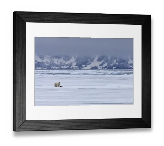 Framed Print : Polar Bear (Ursus maritimus) adult, feeding on prey, standing on pack ice in habitat, Spitsbergen, Svalbard, september