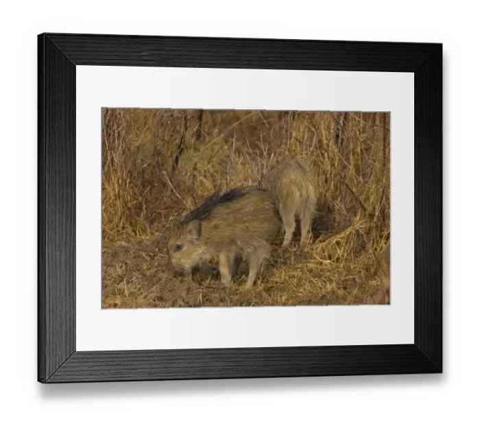 Framed Print : Indian Wild Boar (Sus scrofa cristatus) two piglets, rooting in soil, Keoladeo Ghana N. P. (Bharatpur), Rajasthan, India Framed Print : Indian Wild Boar (Sus scrofa cristatus) two piglets, rooting in soil, Keoladeo Ghana N. P. (Bharatpur), Rajasthan, India