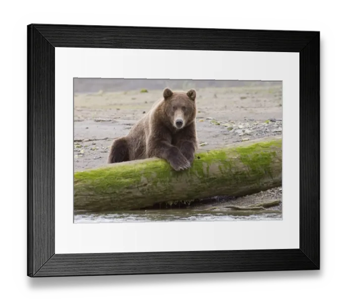 Framed Print : Grizzly Bear (Ursus arctos horribilis) adult, resting on log at edge of coastal creek, Katmai N. P. Alaska, U. S. A. august Framed Print : Grizzly Bear (Ursus arctos horribilis) adult, resting on log at edge of coastal creek, Katmai N. P. Alaska, U. S. A. august
