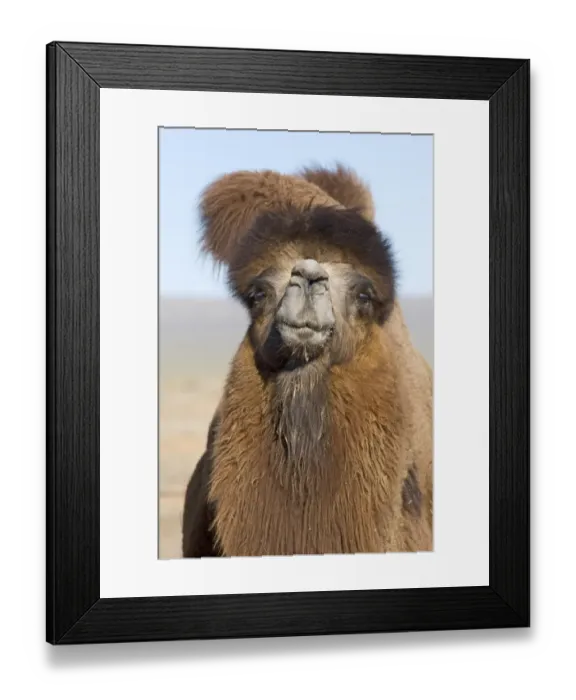 Framed Print : Domesticated Bactrian Camel (Camelus bactrianus) breeding male, close-up of head, in pen at nomads camp, Khongoryn Els Sand Dunes, Southern Gobi Desert, Mongolia, october Framed Print : Domesticated Bactrian Camel (Camelus bactrianus) breeding male, close-up of head, in pen at nomads camp, Khongoryn Els Sand Dunes, Southern Gobi Desert, Mongolia, october