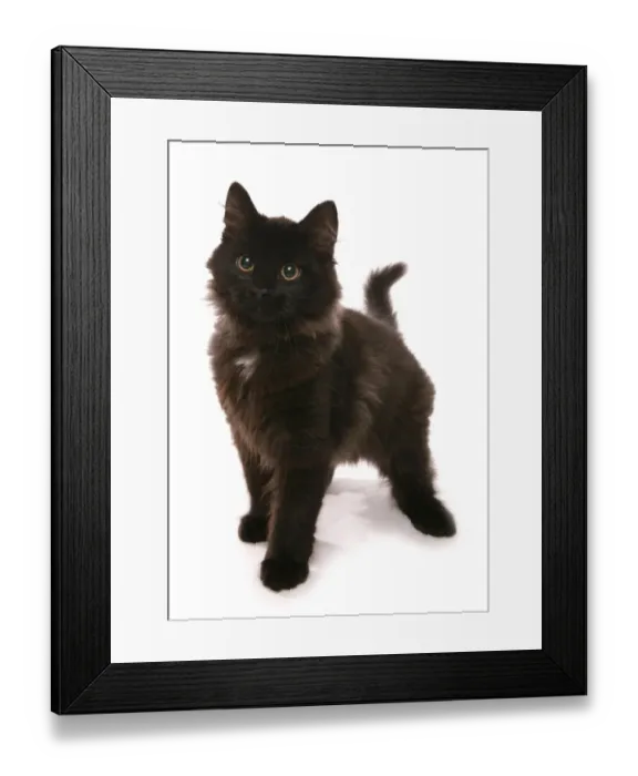 Framed Print : Domestic Cat, Black Siberian, kitten, fifteen-weeks old, standing Framed Print : Domestic Cat, Black Siberian, kitten, fifteen-weeks old, standing