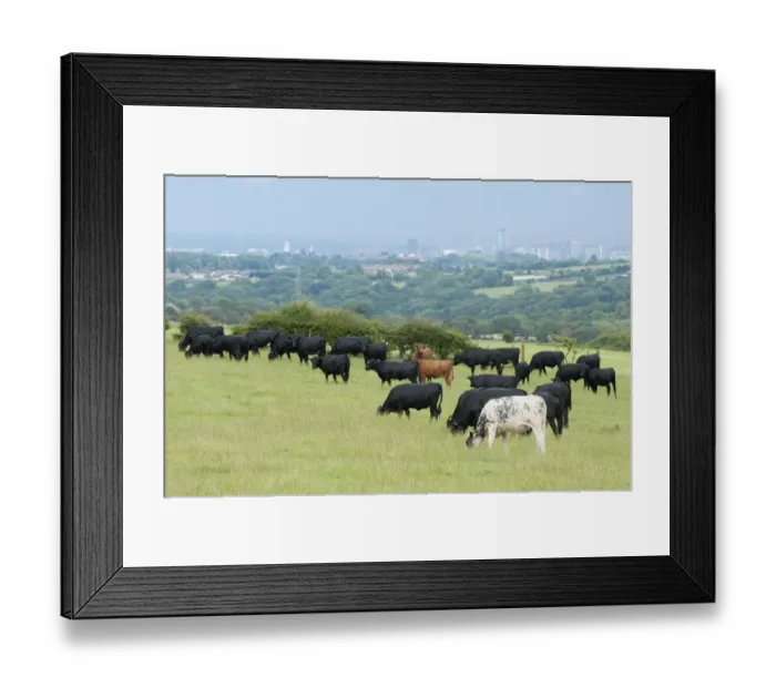 Framed Print : Domestic Cattle, Dexter, British Blue and Aberdeen Angus beef herd, grazing in pasture, with city in distance, Bradford, West Yorkshire, England, july Framed Print : Domestic Cattle, Dexter, British Blue and Aberdeen Angus beef herd, grazing in pasture, with city in distance, Bradford, West Yorkshire, England, july