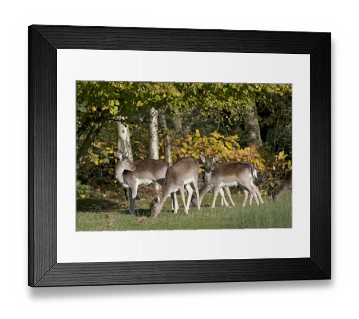 Framed Print : Fallow Deer (Dama dama) does with fawns, feeding on grass at edge of woodland, Sussex, England, autumn