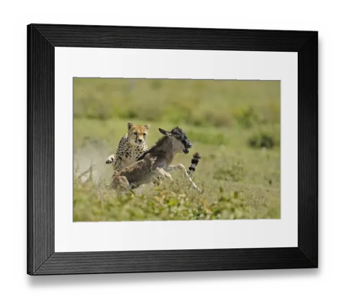 Framed Print : Cheetah (Acinonyx jubatus) adult female, hunting, chasing Blue Wildebeest (Connochaetus taurinus) calf, Serengeti N. P. Tanzania Framed Print : Cheetah (Acinonyx jubatus) adult female, hunting, chasing Blue Wildebeest (Connochaetus taurinus) calf, Serengeti N. P. Tanzania