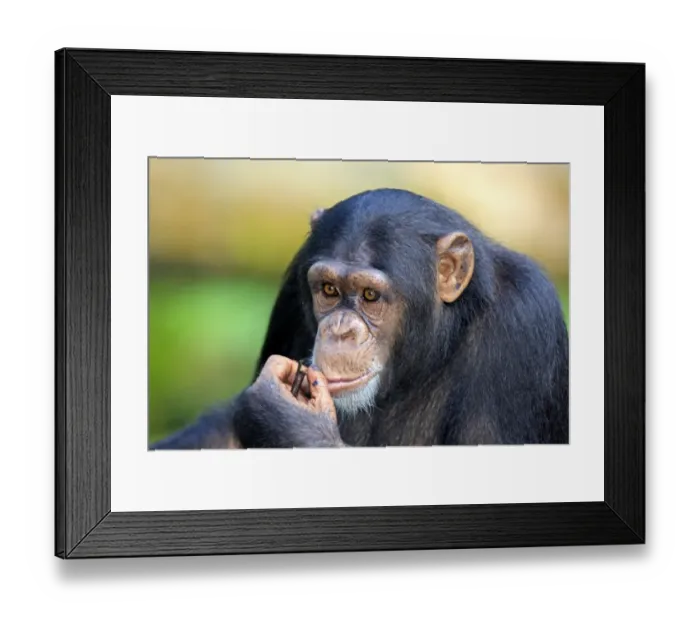 Framed Print : Chimpanzee (Pan troglodytes) adult, close-up of head and hand (captive) Framed Print : Chimpanzee (Pan troglodytes) adult, close-up of head and hand (captive)