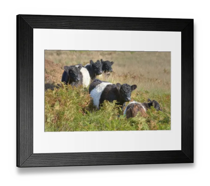 Framed Print : Domestic Cattle, Belted Galloway cows, standing amongst bracken on fell, Croasdale, Slaidburn, Forest of Bowland, Lancashire, England, october Framed Print : Domestic Cattle, Belted Galloway cows, standing amongst bracken on fell, Croasdale, Slaidburn, Forest of Bowland, Lancashire, England, october