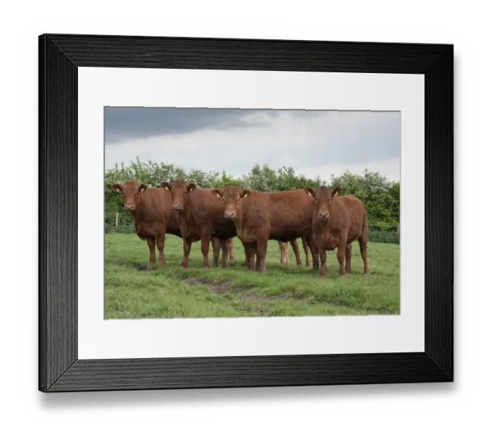 Framed Print : Domestic Cattle, Stabiliser fourteen-month old heifers, herd standing in pasture, Yorkshire, England, may Framed Print : Domestic Cattle, Stabiliser fourteen-month old heifers, herd standing in pasture, Yorkshire, England, may